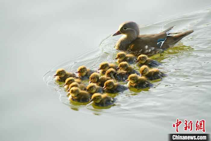 西湖鸳鸯 老潘 摄 女子三次抓西湖小鸳鸯 网友:抓鸳鸯一辈子单身